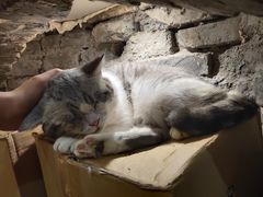 -猫色咖啡·猫咖
