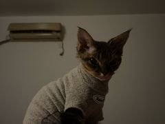 -帕帕拉兹宠物(亚洲旗舰店)