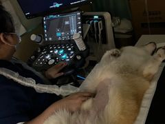 -康成宠物医院24H·CT·核磁共振