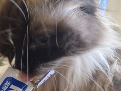 -藏猫猫咖啡主题馆(中央大道店)