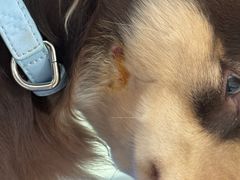 -瑞派申生动物医院·24H夜诊·国际动物医疗中心·骨外科(吴中路店)