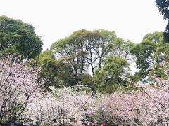 -南山植物园