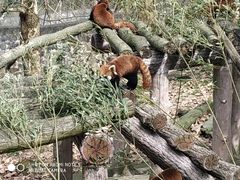 -都江堰中华大熊猫苑