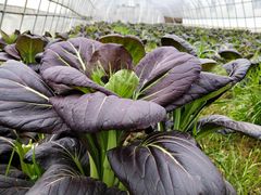 -武汉紫薇都市田园