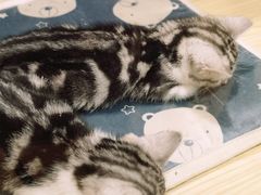 -屋虎猫馆(宝安大仟里店)