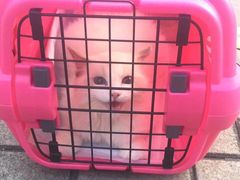 -东方名猫馆·英短金渐层布偶猫舍(环线广场1号楼店)