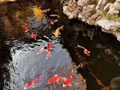-鲤院·新中式美学·庭院餐厅(夫子庙店)