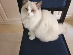 -鼓捣猫呢主题猫咖店