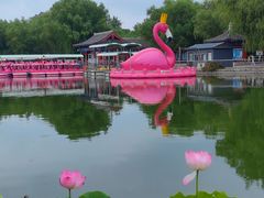 -莲花池公园