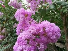 -武汉紫薇都市田园