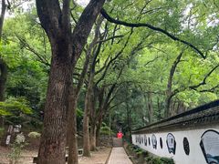 -上海佘山国家森林公园天马山园