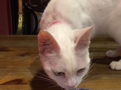 -猫色咖啡·猫咖