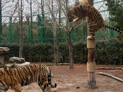 -上海野生动物园老虎餐厅