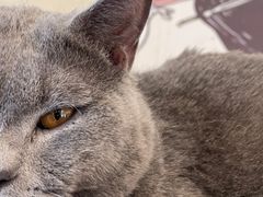 -Let's go狗咖·猫咖·奶狗·桌游(春熙路IFS店)