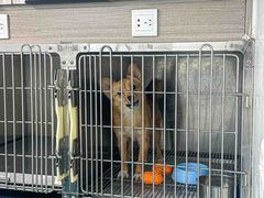 -爱侣·安琦尔宠物医院·中兽医针灸·心内科·狂犬免疫点(宝山区院)
