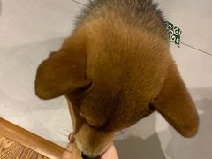 -柴务处·柴犬主题狗咖