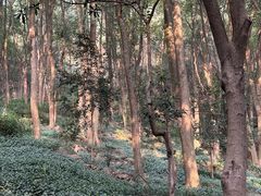 -铁山坪森林公园