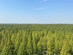 -黄海国家森林公园