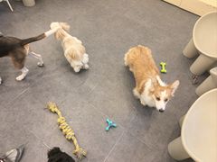 -有喵·猫咖·狗咖·30几只猫10只小狗(岗厦店)