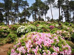 -南山植物园