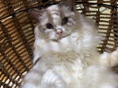 -藏猫猫咖啡主题馆(中央大道店)