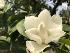 -花溪公园