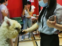 -猫色咖啡·猫咖