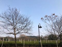 -龙坞茶村