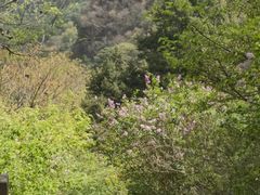 -香山公园