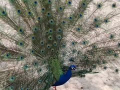 -哈尔滨北方森林动物园