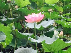 -紫竹院公园冰场