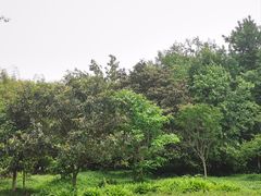 -桤木河湿地公园