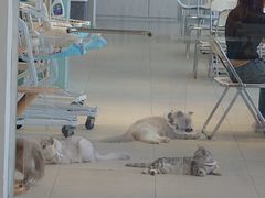 -怪兽屋·羊驼·猫咖·狗咖(俊华广场店)