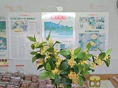 -苏州市吴中区光福窑上花果蜜饯厂