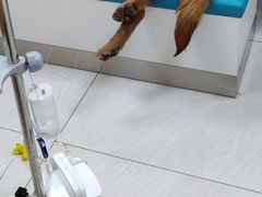 -美联众合动物医院·24h京西诊疗中心