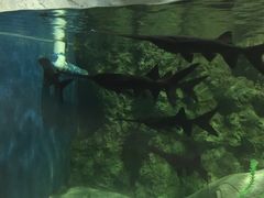 -石家庄极地海洋世界