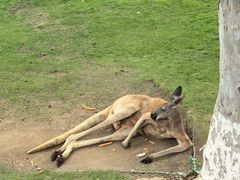 -西霞口神雕山野生动物世界