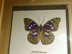 -上海昆虫博物馆