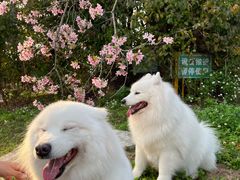 -天适樱花悠乐园