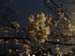 -堤角公园