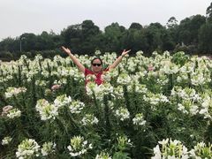 -紫颐香薰山谷景区