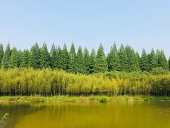 -黄海国家森林公园