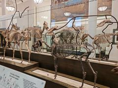 -美国自然历史博物馆