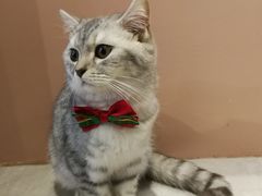 -猫儿山۰猫主题餐厅