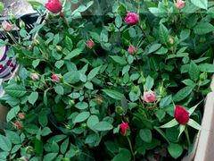 -三圣花乡旅游区