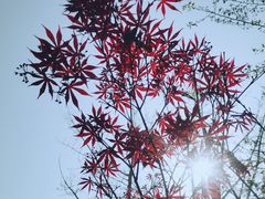 -思念果岭悦温泉