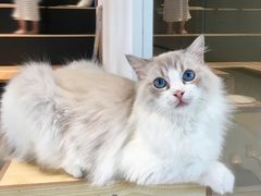 -瞄一喵猫咖(格力海岸店)