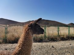 -新疆天山野生动物园