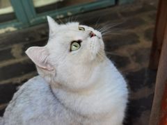 -喵屿·大理花园猫咖