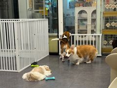 -有喵·猫咖·狗咖·30几只猫10只小狗(岗厦店)